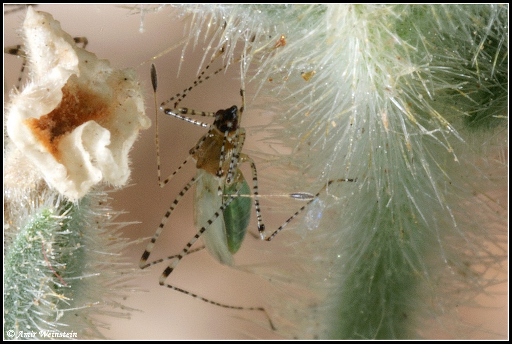 Heteroptera d''Israele: Tholagmus strigatus etc.
